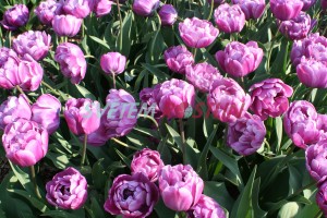 tulipán Blue Diamond - Tulipa Blue Diamond