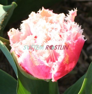 tulipán Queensland - Tulipa Queensland