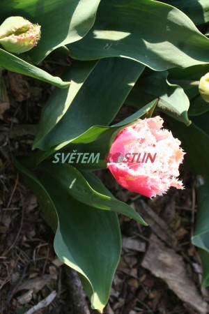 tulipán Queensland - Tulipa Queensland