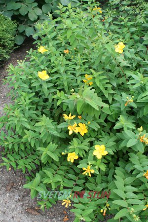 třezalka Hidcote - Hypericum Hidcote