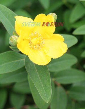třezalka Hidcote - Hypericum Hidcote