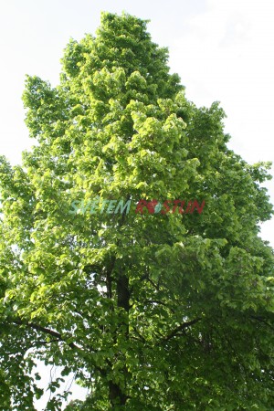 lípa americká Nova - Tilia americana Nova