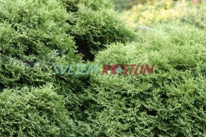 zerav západní Little Dorrit - Thuja occidentalis Little Dorrit