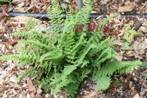 kapradinka skalní - Woodsia subcordata