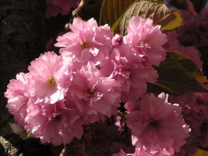 sakura ozdobná - Prunus serrulata
