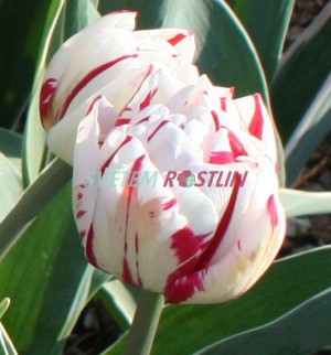 tulipán Carnaval de Nice - Tulipa Carnaval de Nice