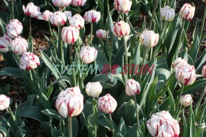 tulipán Carnaval de Nice - Tulipa Carnaval de Nice