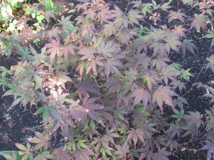 javor dlanitolistý Bloodgood - Acer palmatum Bloodgood
