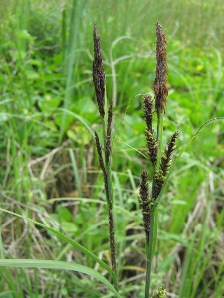 ostřice štíhlá - Carex acuta