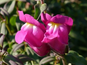 hledík větší - Antirrhinum majus