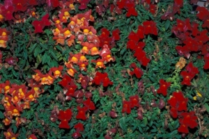 hledík větší - Antirrhinum majus