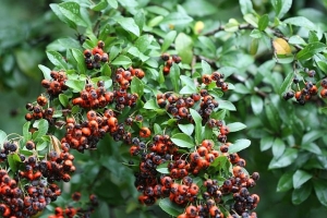 hlohyně šarlatová Lalandei - Pyracantha coccinea Lalandei