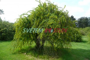 dřišťál - Berberis jamesiana