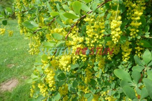 dřišťál - Berberis jamesiana
