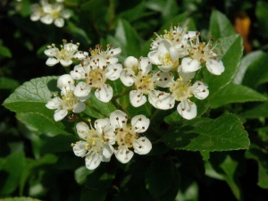 hlohyně šarlatová - Pyracantha coccinea