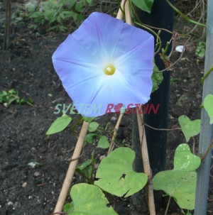 povijnice trojbarvá Heavenly Blue - Ipomoea tricolor Heavenly Blue