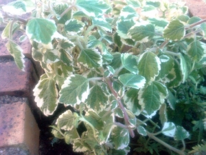 molice Variegata - Plectranthus coleoides Variegata