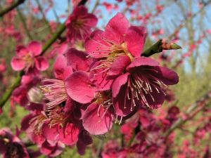 meruňka japonská - Prunus mume