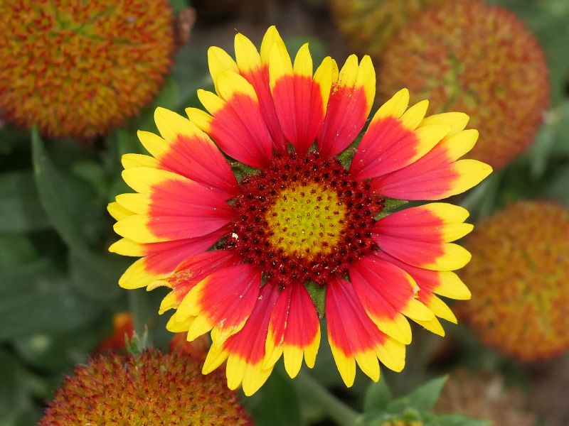 kokarda Arizona Sun - Gaillardia aristata Arizona Sun