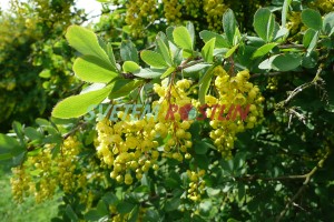 dřišťál - Berberis zabeliana