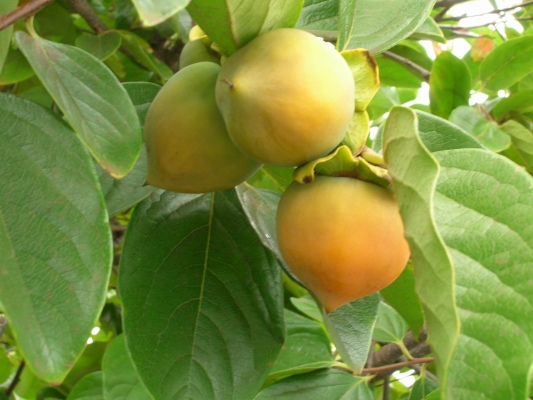 tomel japonský - Diospyros kaki