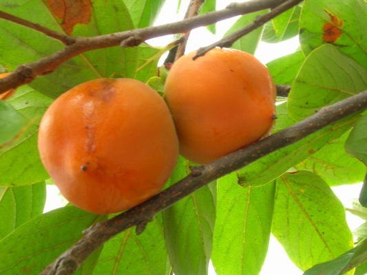 tomel japonský - Diospyros kaki