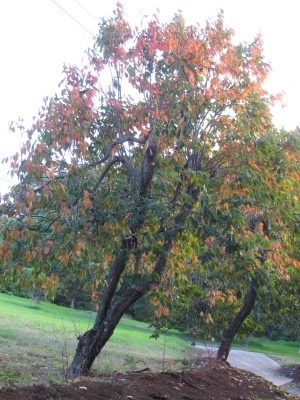 tomel japonský - Diospyros kaki