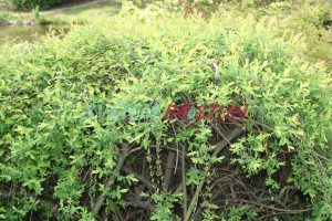 vrba celolistá Pendula - Salix integra Pendula