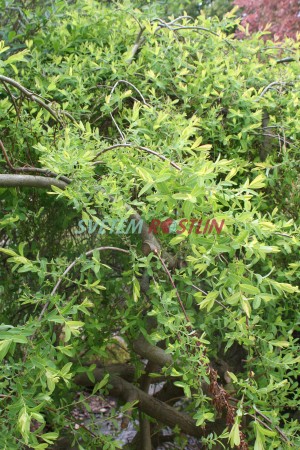 vrba celolistá Pendula - Salix integra Pendula