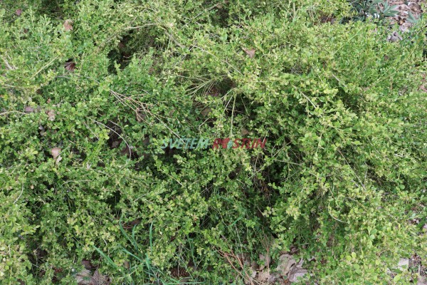 zimostrz Trompenburg - Buxus microphylla Trompenburg
