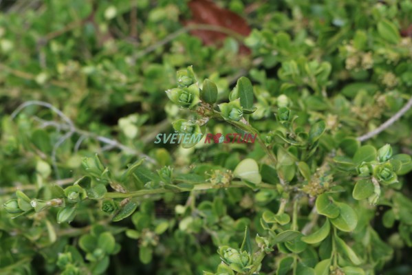 zimostrz Trompenburg - Buxus microphylla Trompenburg