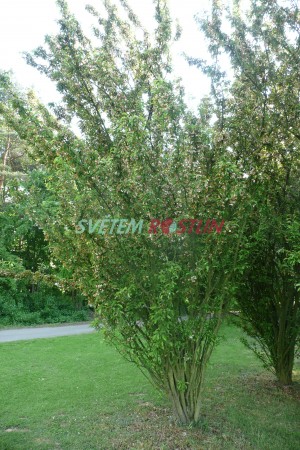 jabloň Van Eseltine - Malus Van Eseltine