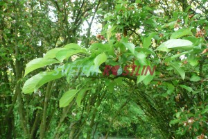 jabloň Van Eseltine - Malus Van Eseltine