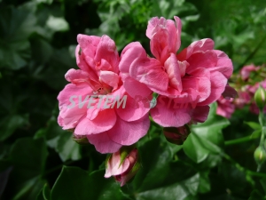pelargonie páskatá Shocking Pink - Pelargonium zonale Shocking Pink