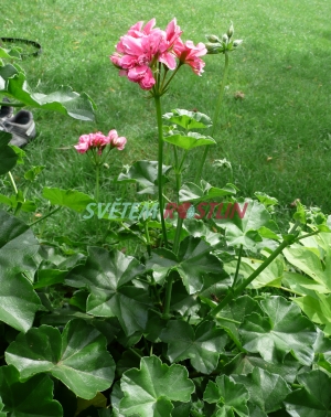 pelargonie páskatá Shocking Pink - Pelargonium zonale Shocking Pink