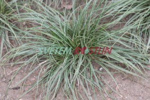 ostřice Snowline - Carex conica Snowline