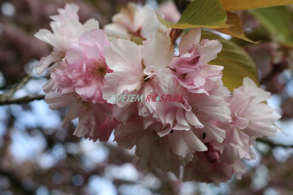 sakura ozdobn Kanzan - Prunus serrulata Kanzan