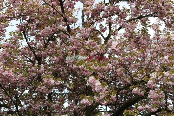 sakura ozdobn Kanzan - Prunus serrulata Kanzan
