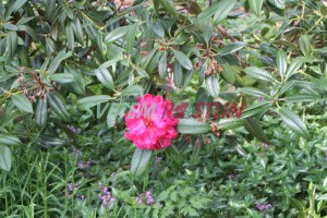 Pnink Berliner Liebe - Rhododendron Berliner Liebe