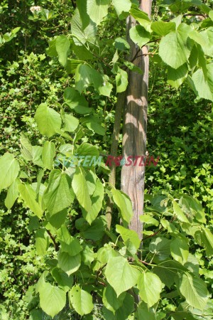 lípa kavkazská - Tilia dasystyla