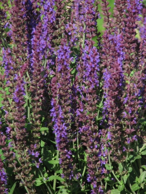 šalvěj nádherná Ostfriesland - Salvia × sylvestris Ostfriesland