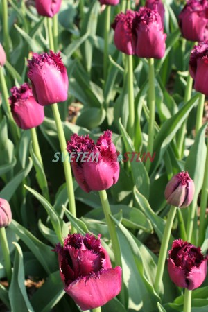 tulipán Gorilla - Tulipa Gorilla