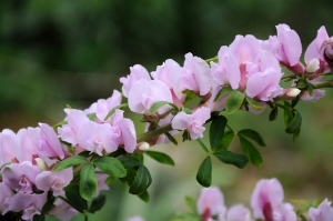 čilimník purpurový - Cytisus purpureus