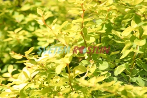 dřišťál Thunbergův Bonanza Gold - Berberis thunbergii Bonanza Gold