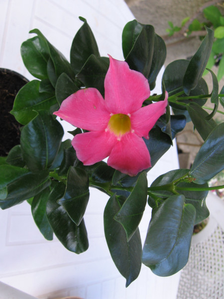 mandevila - Mandevilla sanderi