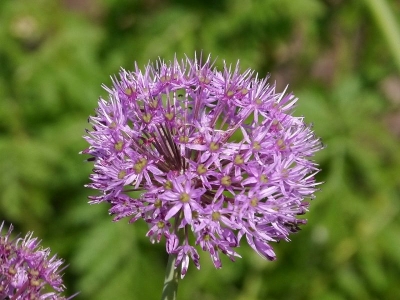česnek aflatunský - Allium aflatunense