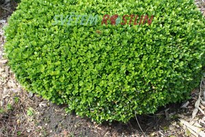 zimostráz Morris Midget - Buxus microphylla Morris Midget