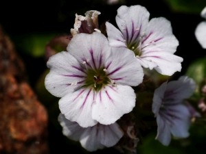 šater - Gypsophila cerastioides