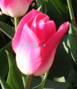 tulipán Dynasty - Tulipa Dynasty