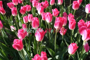 tulipán Dynasty - Tulipa Dynasty